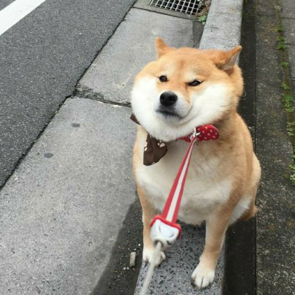 Meet your Posher, Max